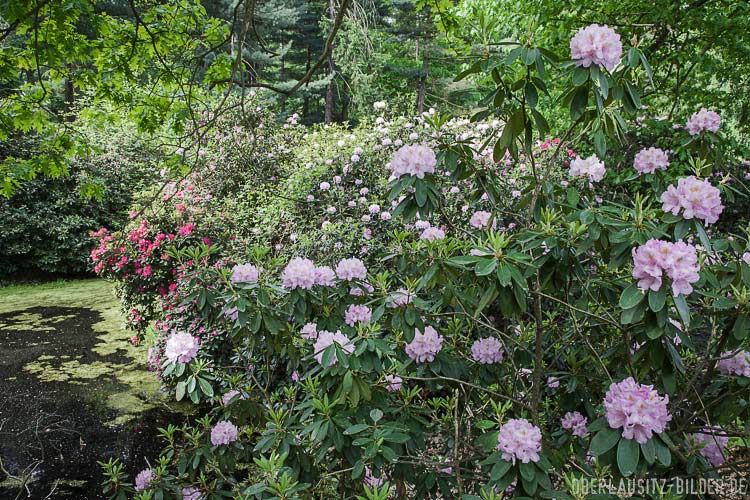 blühender Rhododendron am Inselteich
