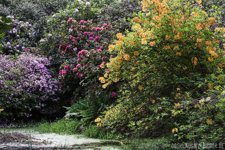 Parkansicht mit blühenden Rhododendron