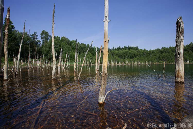 versunkenen Wälder zwischen Weißwasser und Kromlau