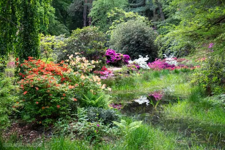 Rhododendronpark Kromlau (Gemeinde Gablenz), Ansicht Inselteich