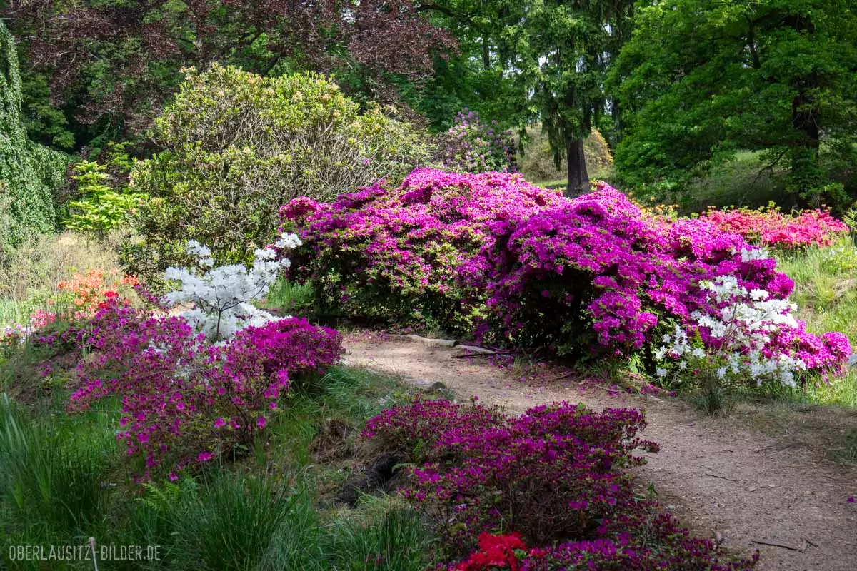 Rhododendronpark Kromlau (Gemeinde Gablenz), Inselteich