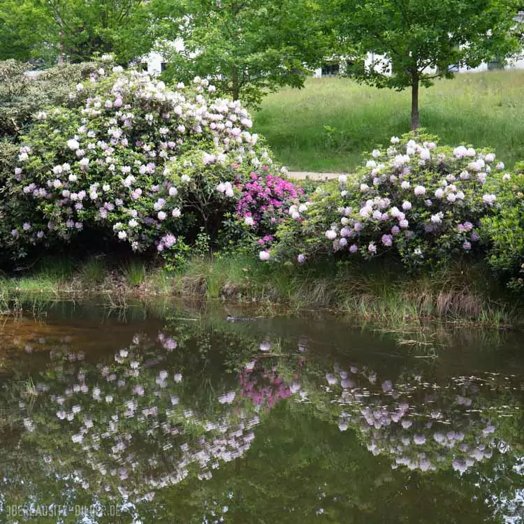 Rhododendronpark Kromlau (Gemeinde Gablenz), Inselteich